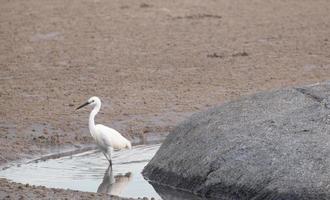 grand oiseau de mer blanc marchant sur la plage d'eau pour trouver de la nourriture animale dans l'eau. vie sauvage animale sur la côte thaïlandaise.