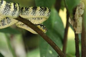 wagler pit viper dans un parc naturel photo