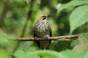 Bulbul à tête de paille dans une réserve naturelle photo