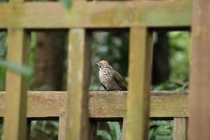 Bulbul à tête de paille dans une réserve naturelle photo