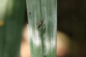 insectes dans un parc de réserve naturelle photo