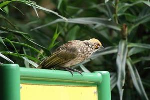 Bulbul à tête de paille dans une réserve naturelle photo