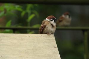 Moineau friquet eurasien sur un bloc de bois photo