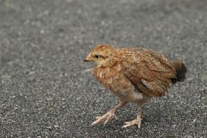 coq de poulet volaille de la jungle rouge dans une ferme du parc photo