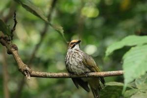 Bulbul à tête de paille dans une réserve naturelle photo