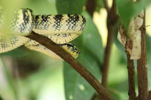 wagler pit viper dans un parc naturel photo