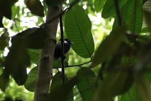 Grand drongo à queue de raquette dans un parc naturel photo