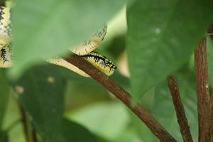 wagler pit viper dans un parc naturel photo