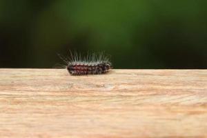 papillon chenille velue sur un poteau de pilier en bois photo