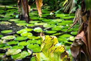 mahe seychelles, bassin aux nénuphars à l'intérieur du jardin botanique de mahe, une libellule sur une feuille photo