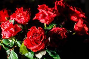 roses rouges sur fond noir. composition florale festive photo