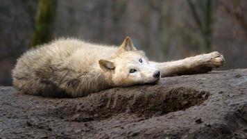 loup arctique au zoo photo