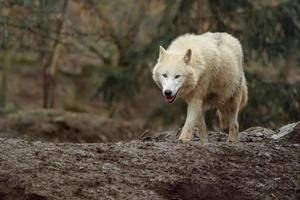 loup arctique au zoo photo