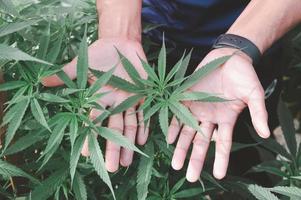 plantes de cannabis marijuana dans un laboratoire scientifique pour la fabrication de médicaments et de produits à base d'herbes dans la bannière du paysage