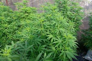 plantes de cannabis marijuana dans un laboratoire scientifique pour la fabrication de médicaments et de produits à base d'herbes dans la bannière du paysage photo