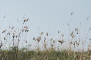 fleurs de prairie dans une douce lumière chaude. paysage d'automne vintage fond naturel flou photo