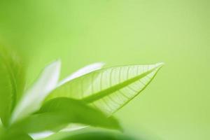 feuilles vertes, feuillage nature printemps fond blanc pour la conception photo