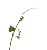 plante de vigne grimpante isolée sur fond blanc. chemin de détourage photo