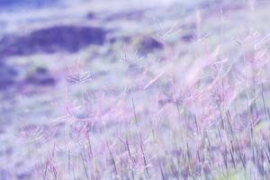 fleurs de prairie tonalité de couleur pourpre belle fraîche dans une lumière douce et chaude. paysage d'automne vintage fond de nature floue photo