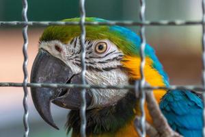 perroquet en cage photo