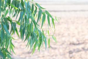 feuilles d'eucalyptus. branche eucalyptus arbre nature arrière plan photo