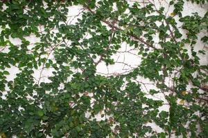branche de vigne avec des feuilles sur fond de mur photo