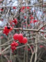 vibunum opulus, les baies mûres de guelder-rose. photo