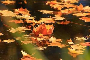 octobre automne feuille d'érable flottant sur l'eau photo