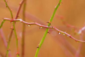 branches épineuses d'églantier. branche de rose sauvage verte avec de nombreuses petites et grandes épines orange pointues et poitny photo