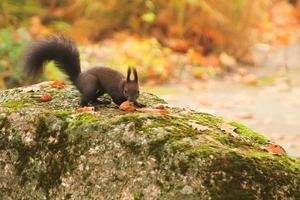 écureuil roux européen mangeant des noix dans le parc photo