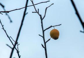 pommes pourries et trop mûres sur une branche en hiver. pas récolté à temps sur les branches des arbres du jardin. photo