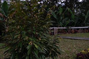 vue d'un petit arbre durian photo