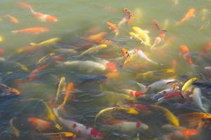 poissons koi colorés dans l'étang du parc photo