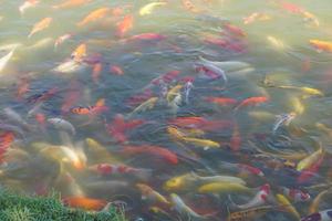 poissons koi colorés dans l'étang du parc photo