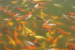 poissons koi colorés dans l'étang du parc photo