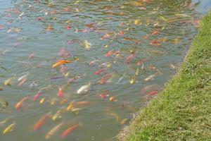 poissons koi colorés dans l'étang du parc photo