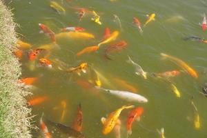 poissons koi colorés dans l'étang du parc photo