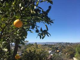 orange sur arbre photo