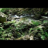 cascade en forêt photo