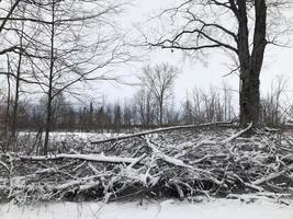 paysage de forêt d'hiver photo