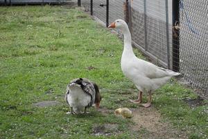 canard, poussin, oie photo