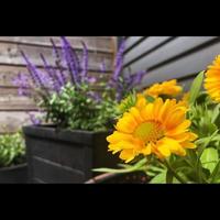 fleurs en pots photo