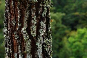 peau de sapin. texture carrelée sans couture avec fond de forêt photo