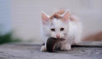 chaton avec une souris dans la bouche photo