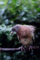 Pigeon ramier, un poussin dans le parc photo