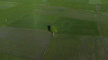 une vue en hauteur des arbres au milieu des rizières photo