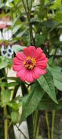 vue de face des fleurs de zinnia haageana fleurissant dans un jardin photo