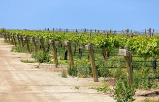 vignobles près d'arvin, en californie, au printemps. photo