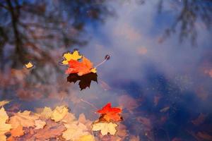 feuilles d'érable jaune d'automne sur l'eau bleue avec reflet d'arbres dedans photo