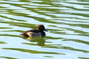 canards sauvages sur le lac près du danube en allemagne photo